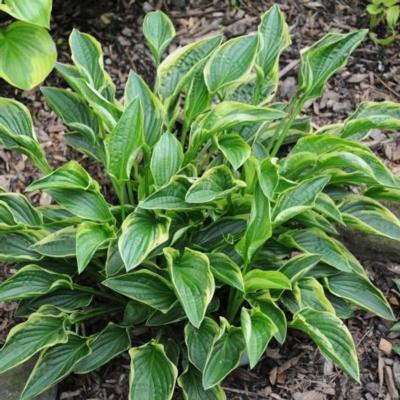 Hosta 'Cowrie'